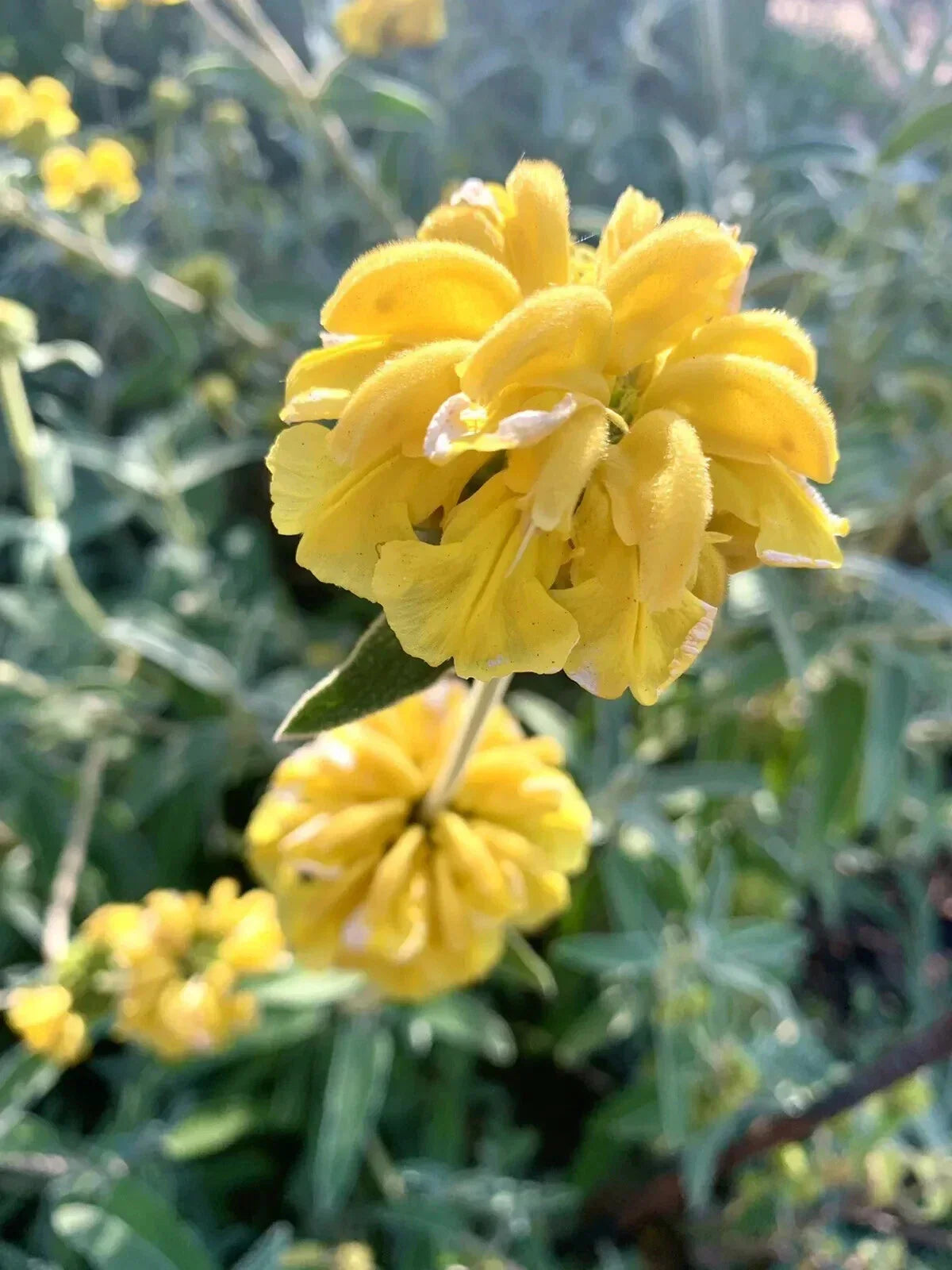 Shrubby Jerusalem Sage Seeds - 50 Pack - Phlomis fruticosa - USA Grown 2024 Harvest