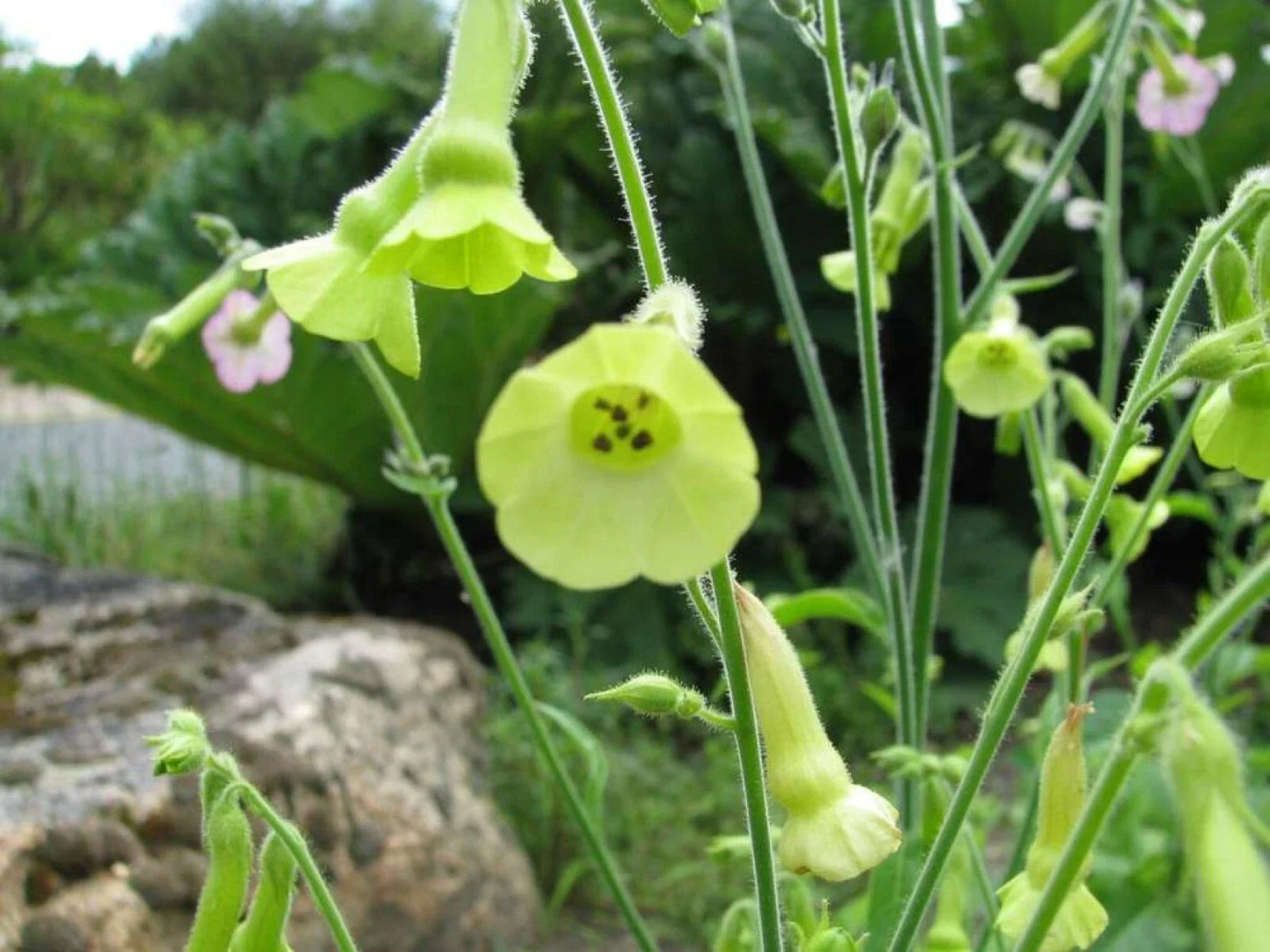 Organic Lemon Tree Tobacco Seeds - 100+ Pack - Nicotiana L. Heirloom