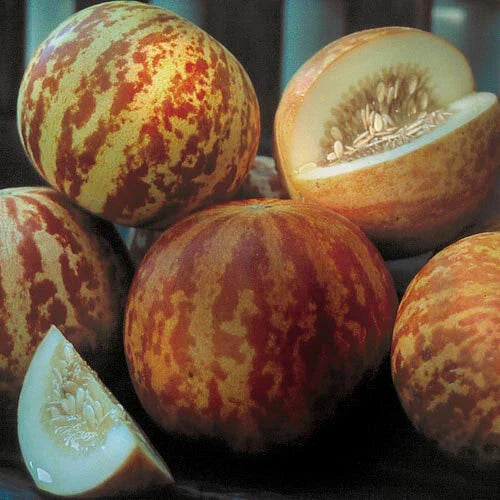 Tigger Melon Seeds | Heirloom Non-GMO Watermelon Variety | Cucumis melo 'Tigger' | Juicy, Sweet, Vining Plant