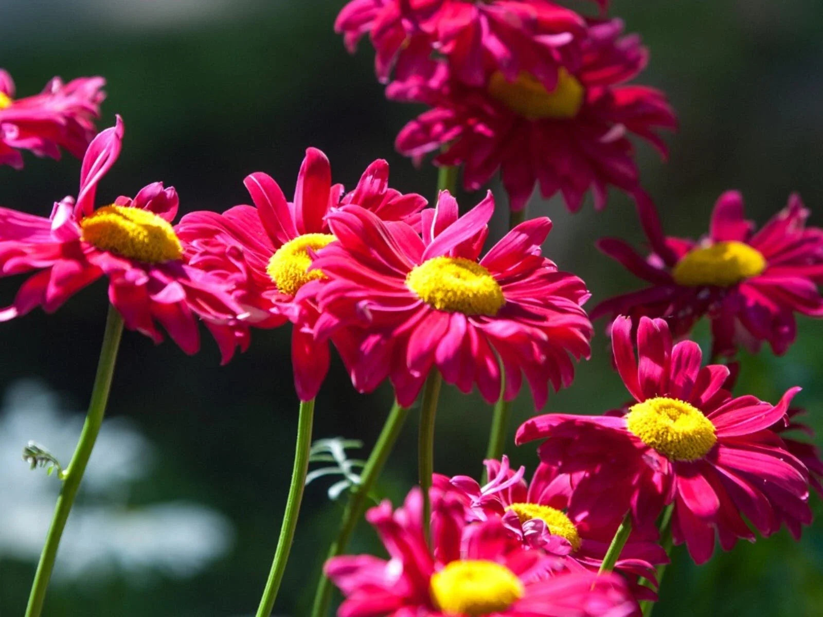 Painted Daisy Seeds - 50+ Non-GMO Perennial Flower Seeds for Garden - Bellis perennis, Bright Blooms