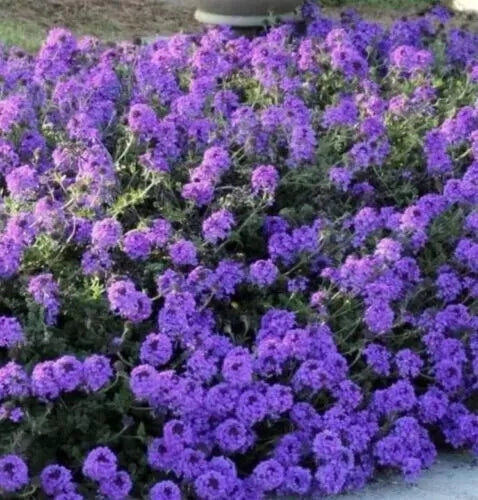860 Seeds Moss Verbena - Verbena tenuisecta - Butterfly Attracting Perennial by GroCo USA