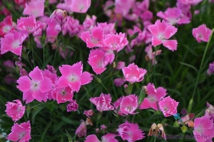 Kahori Pink Carnation Seeds - 200+ Pack for Garden Planting - Dianthus caryophyllus - Fragrant Pink Flowers - USA Grown