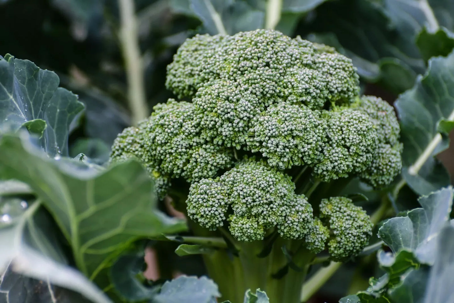 Broccoli Seeds - 800+ Count - Waltham 29 Heirloom Variety - Brassica oleracea - Home Garden, Nutrient-Rich, High Yield