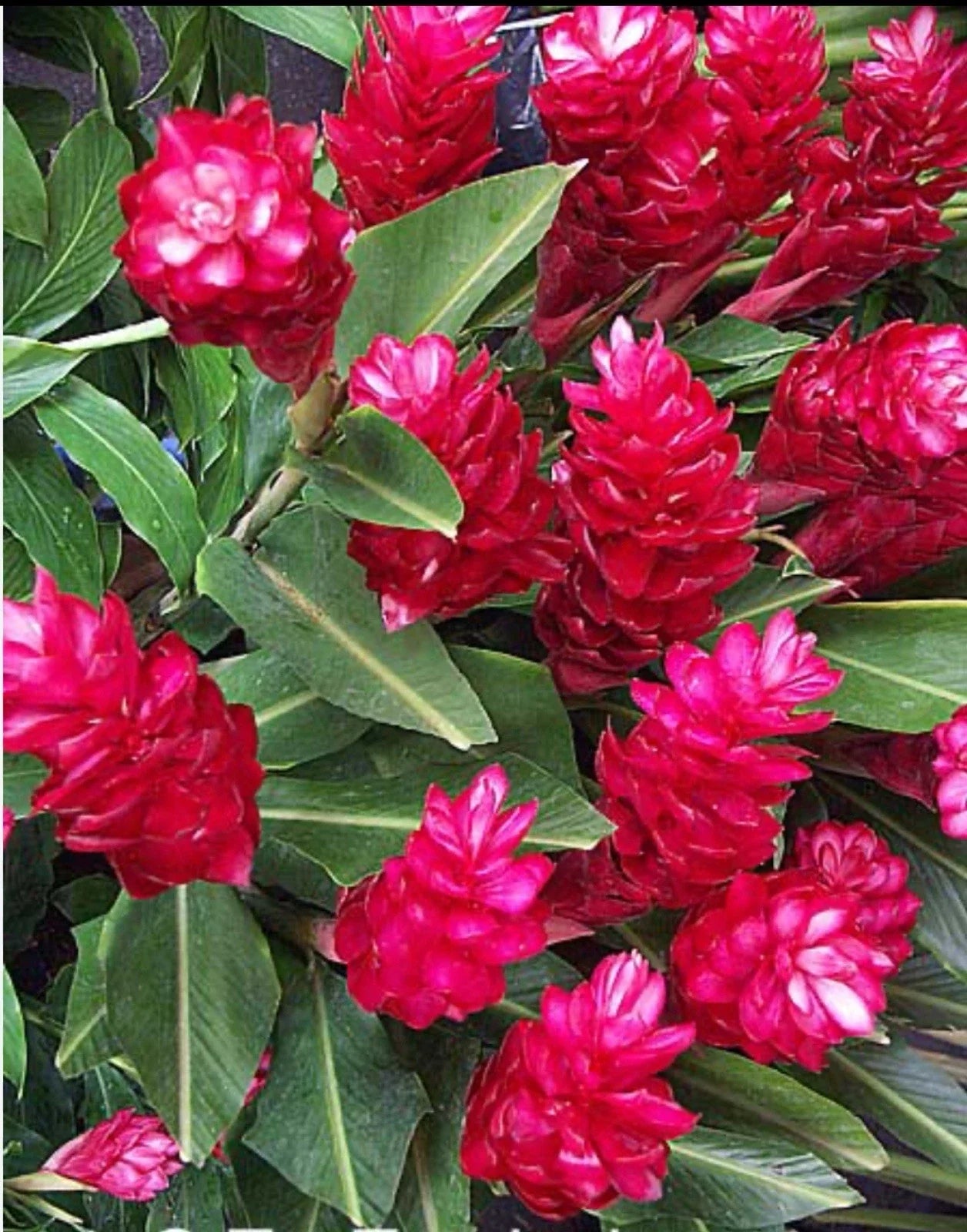 Hawaiian Red Ginger Plant - Small Rooted Starter - Alpinia purpurata - Tropical Flowering Plant for Garden or Indoor