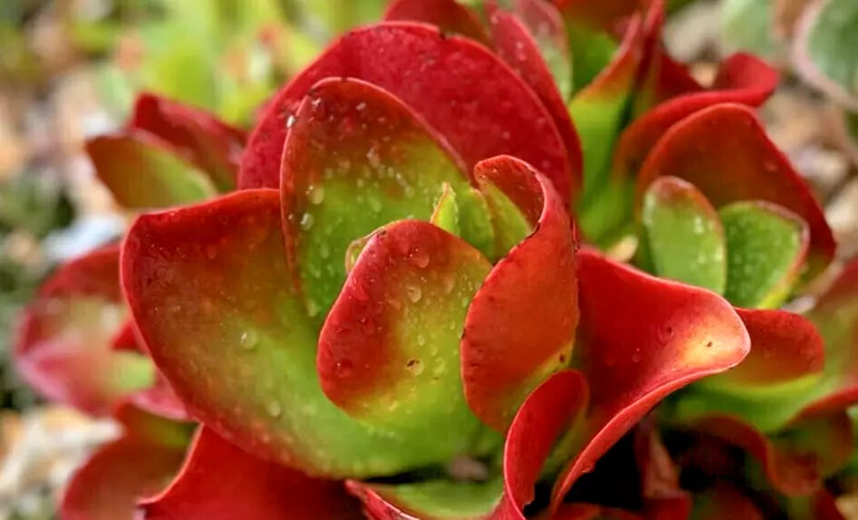 Kalanchoe 'Dragonfire' - 6" Diameter Rare Bright Red Indoor Plant