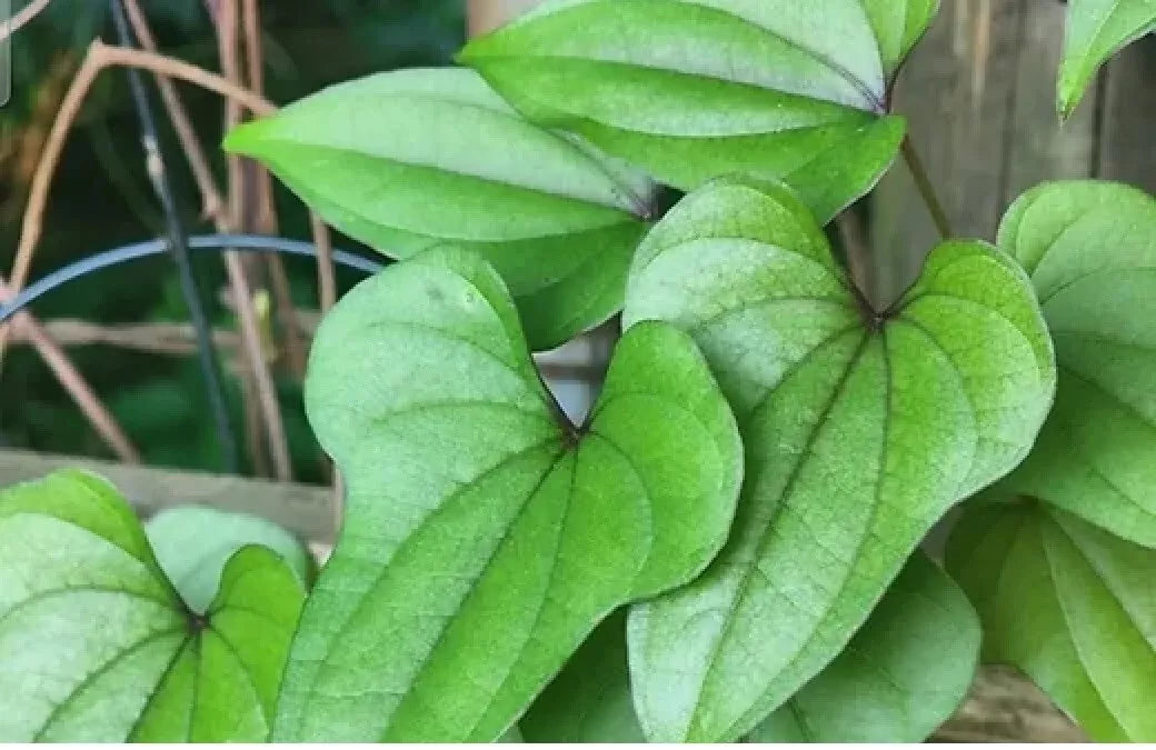 Live Chinese Yam Plants - 3 Well-Rooted Dioscorea Opposita Vines for Garden or Indoor Use