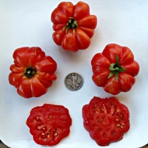 Costoluto Genevese Tomato Seeds - Heirloom Ribbed Tomato Seeds for Cooking & Salads - Solanum lycopersicum, 25 Pack