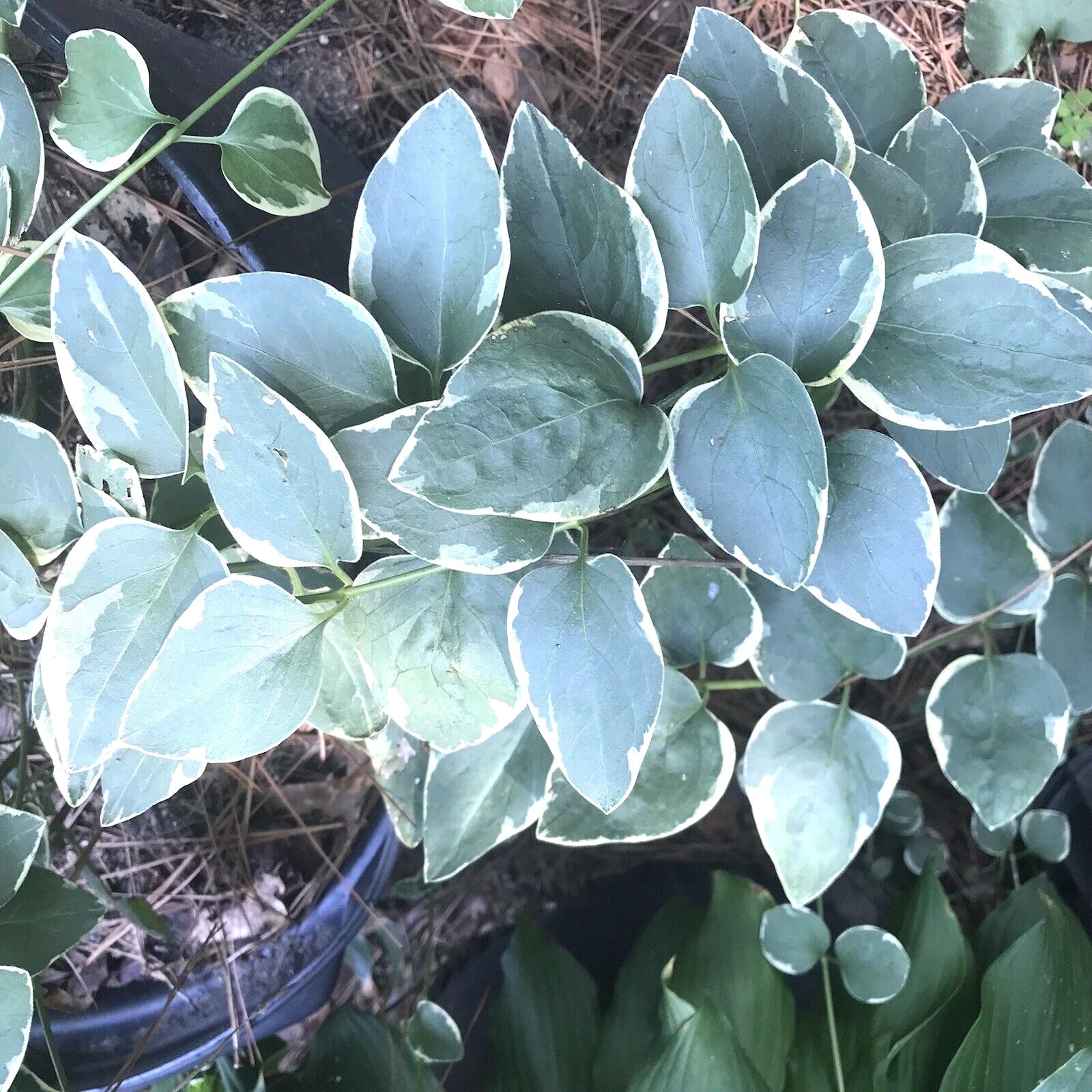 Variegated Vinca Periwinkle Starter Plants - 6 Bare Root Trailing Vines for Garden & Hanging Baskets - Vinca minor