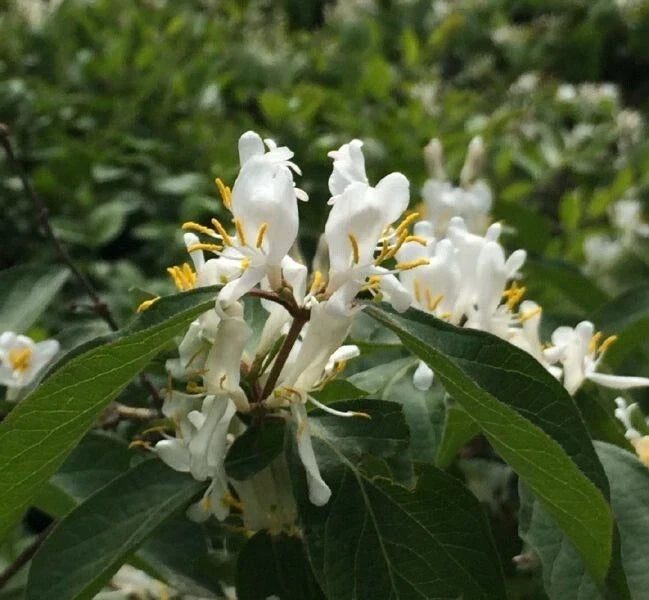 Lonicera fragrantissima Seeds - Winter Honeysuckle Fragrant Shrub Seeds for Garden, Landscaping, Pollinator Attraction