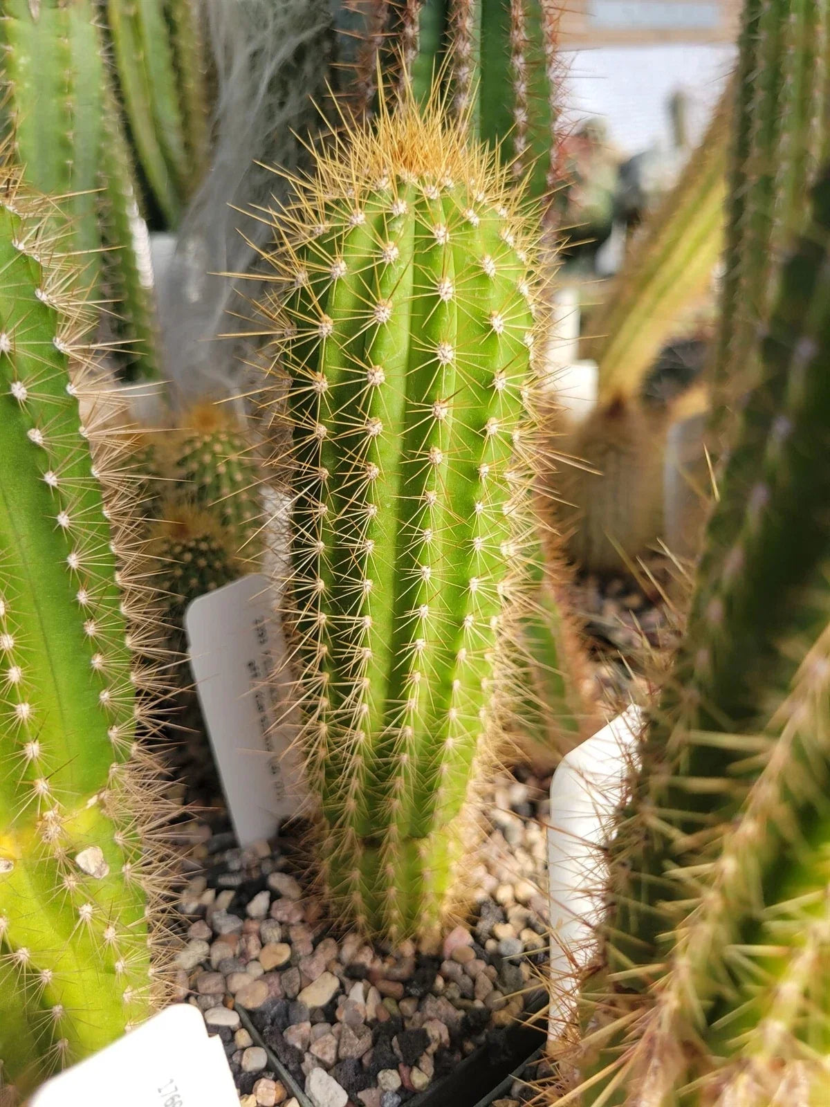Pilosocereus aff. diersianus Cactus - Succulent Plant - Blue Torch Variety - Potted Plant