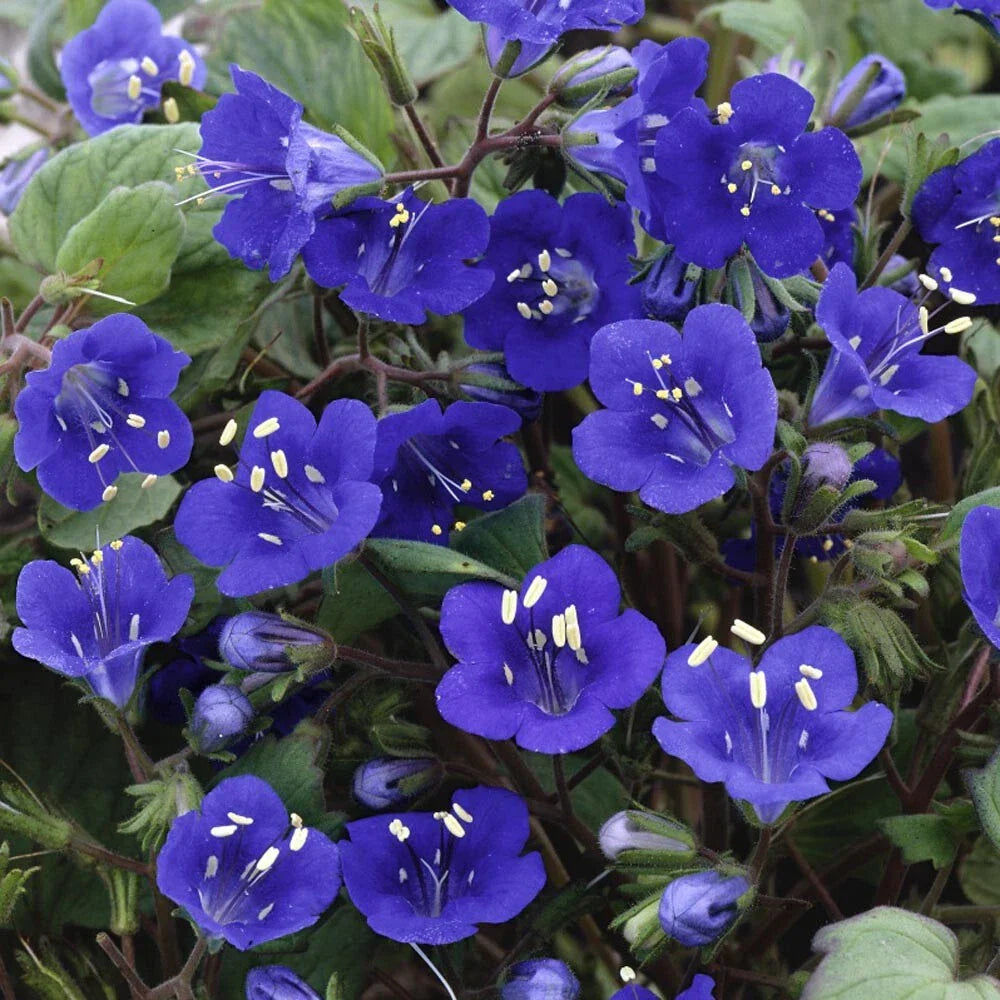 California Bluebell Seeds - 100+ Non-GMO Campanula Seeds for Gardens & Pollinators