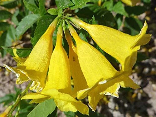 Yellow Trumpetbush Seeds - 20+ Rare Tecoma stans Seeds for Sunny Gardens