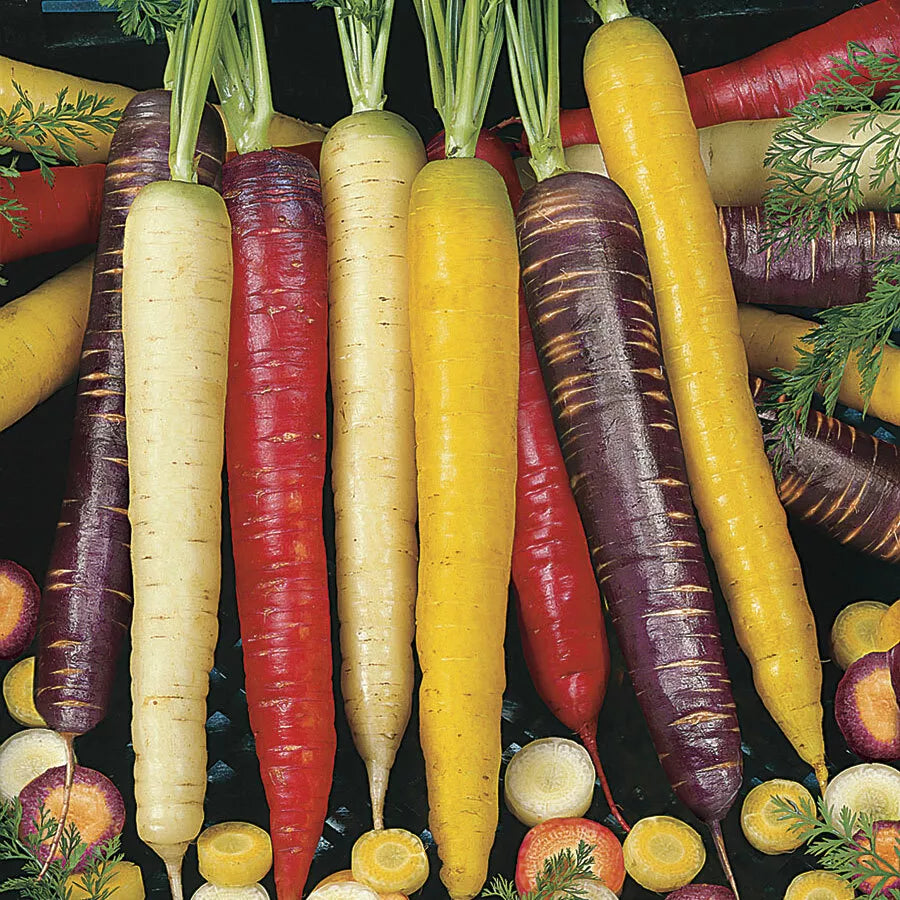 Carrot Seeds Rainbow Blend 130 Count - Purple Red White Yellow Heirloom Daucus carota