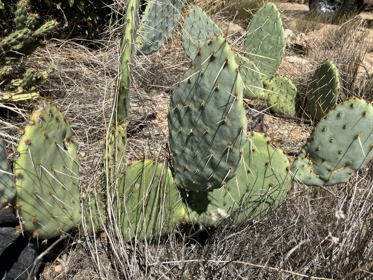 Prickly Pear Cactus Plant - 4 Inch Pot - Drought-Tolerant Opuntia spp. for Indoor and Outdoor Gardens