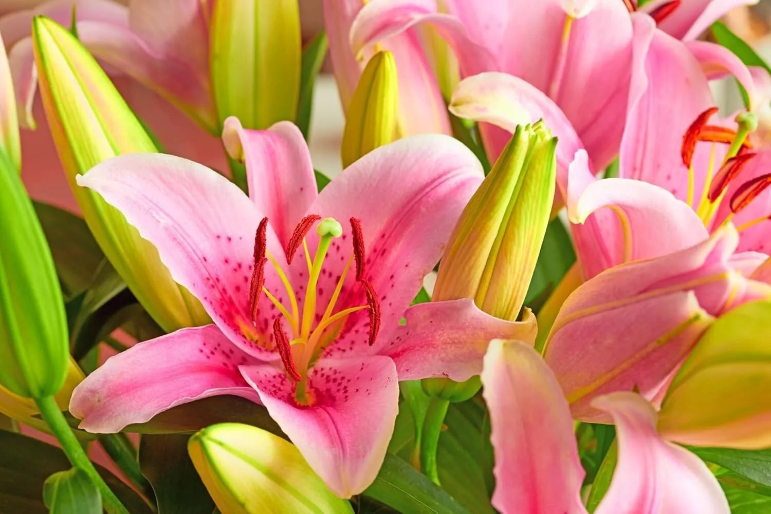 Pink Passion Lily Bulbs - 5 Pack, Lilium 'Pink Passion', Perennial Flowering Plant for Gardens & Landscapes