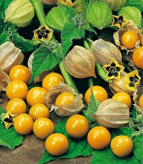 Pineapple Tomatillo Seeds, Heirloom, Easy to Grow, Unique Flavor, Physalis ixocarpa, 50 Seeds