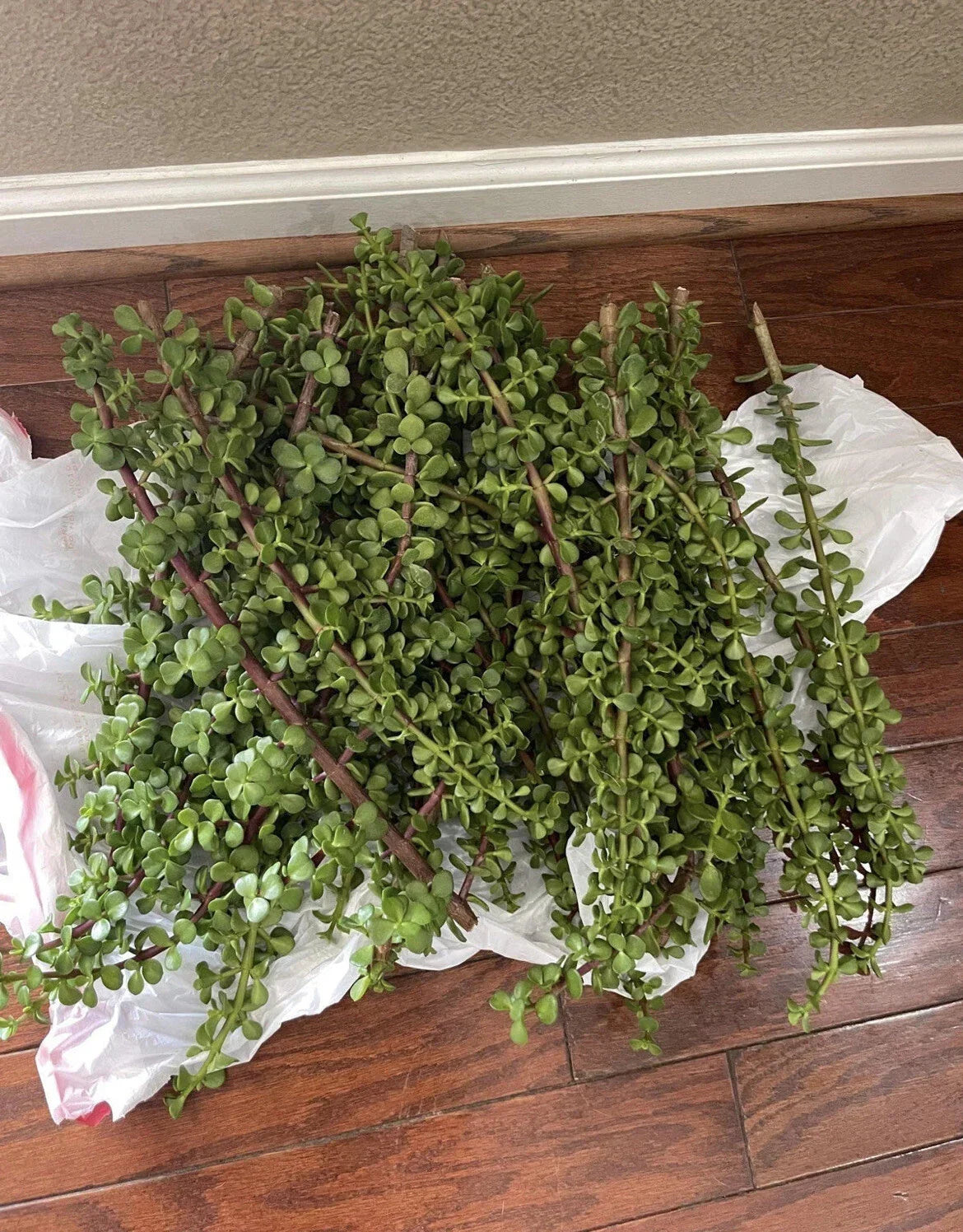 Large Portulacaria Afra Elephant Bush Cuttings - 100 Healthy Dwarf Jade Succulent Cuttings for Propagation