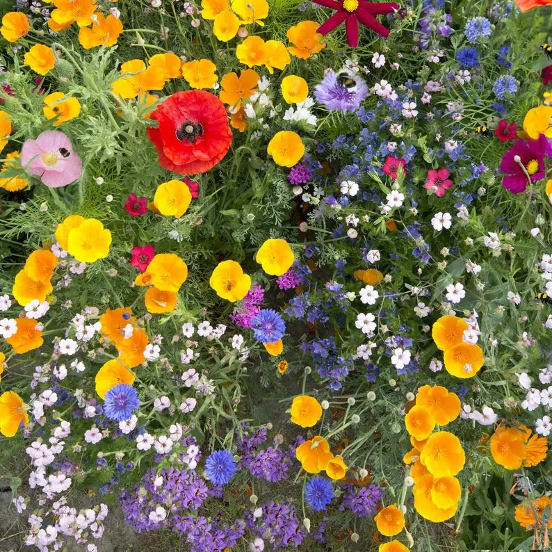 Deer Resistant Wildflower Mix Seeds - 200+ Colorful Coneflower Seeds, USA Grown