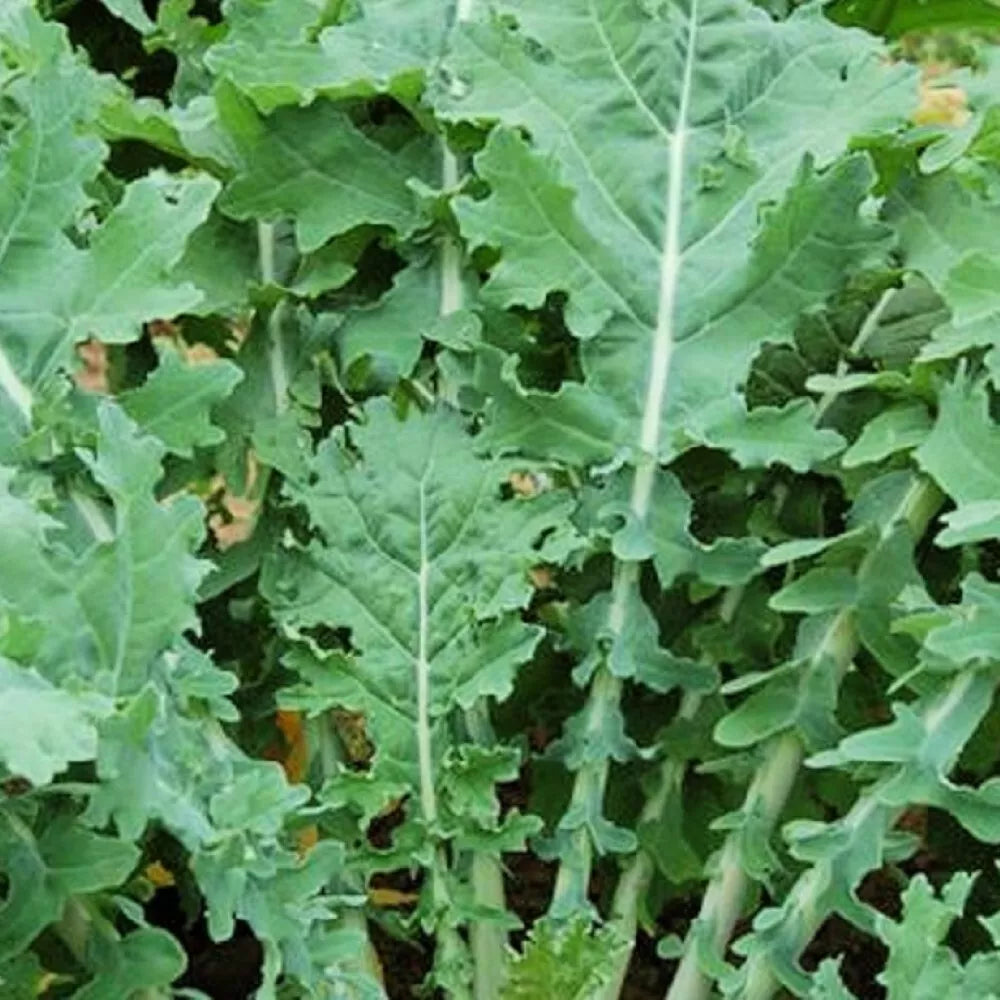 White Russian Kale Seeds - Heirloom Non-GMO Brassica oleracea - Fresh Garden Seeds for Cool Weather Growth
