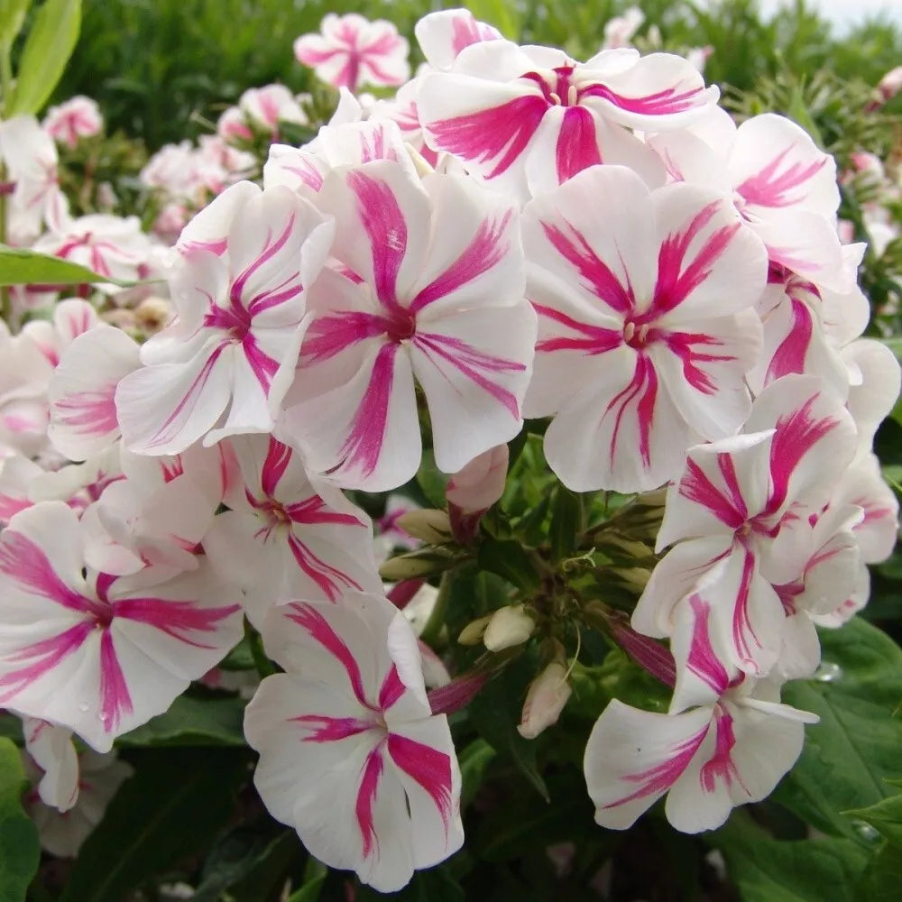 50 Twister Phlox Seeds - Perennial Flower Seeds for Butterfly Gardens - Phlox paniculata, Vibrant Twisting Blooms, Easy to Grow