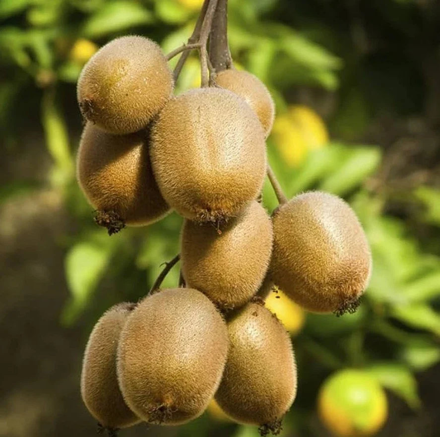 Set of 2 Hardy Kiwi Plants - 4-6 Inches Tall - Actinidia arguta - Rooted Vining Plants for Home Garden
