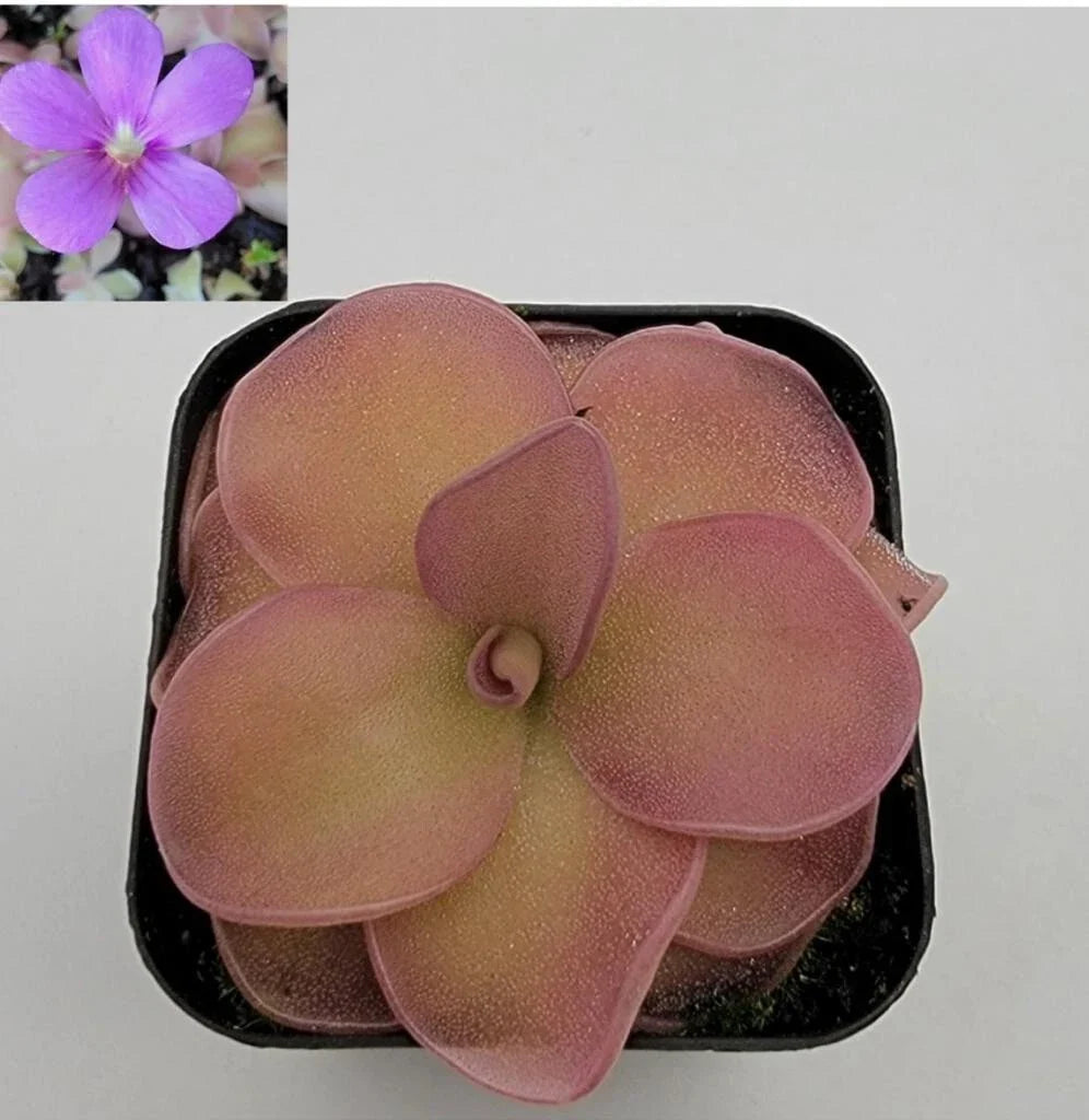 Bare-Root Pinguicula pirouette Carnivorous Plant - Small Rosette, Indoor or Outdoor, Easy Care