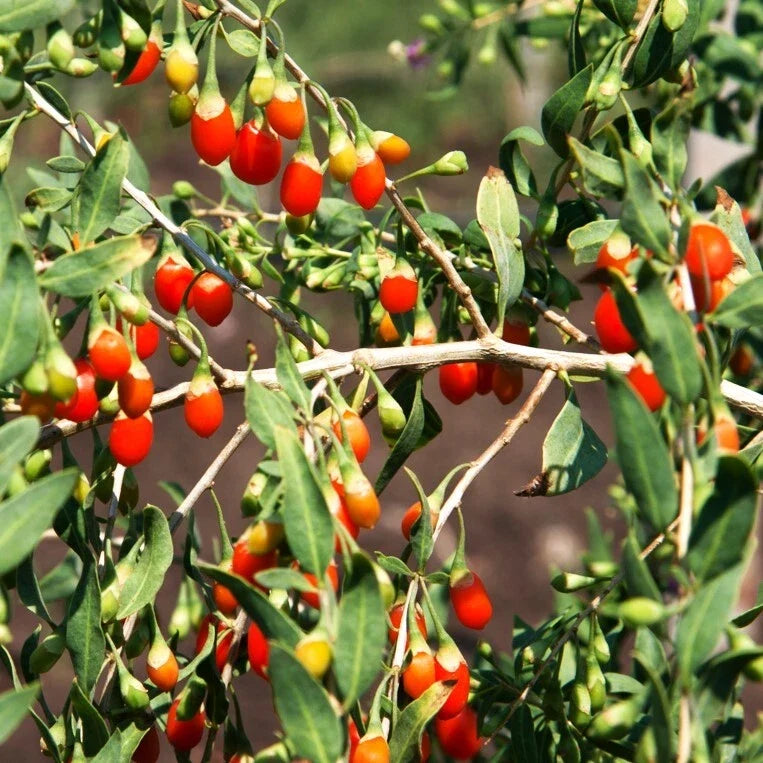 Goji Berry Tree Seeds Pack of 20 | Lycium barbarum | Chinese Superfruit Seeds for Home Gardening