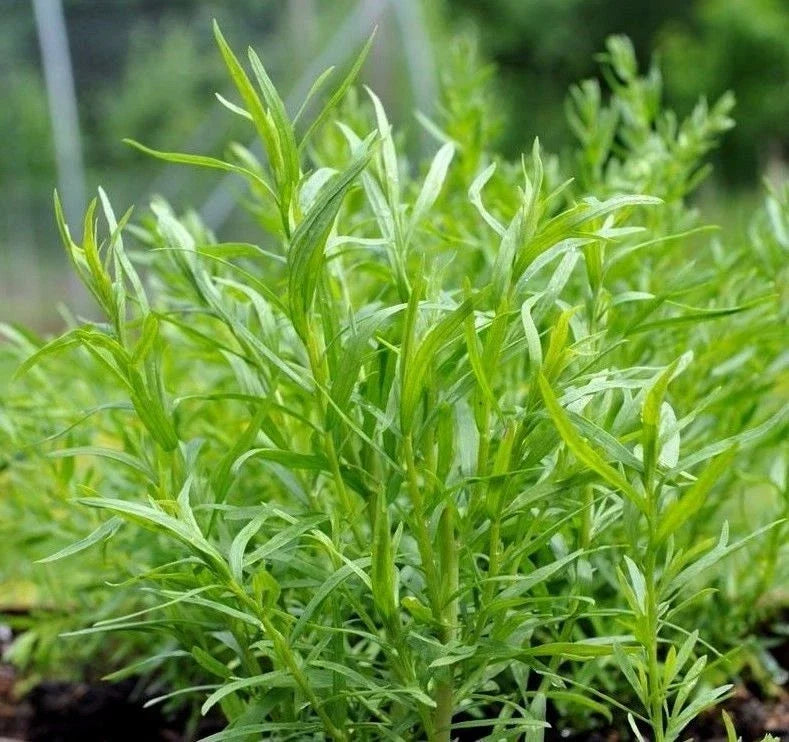 Russian Tarragon Herb Seeds - Non-GMO, Artemisia dracunculus, Culinary, Full Sun, Multiple Sizes
