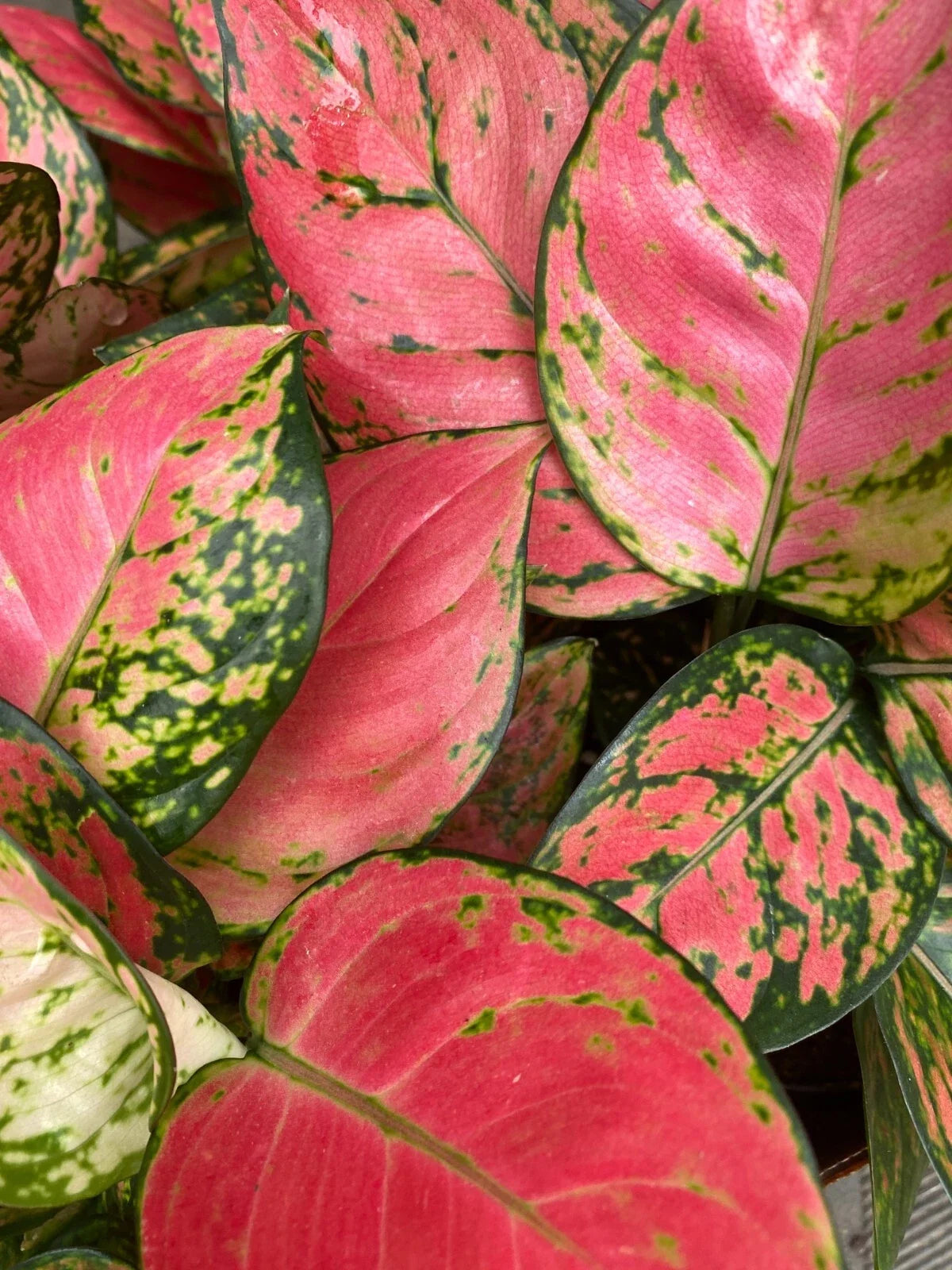 Aglaonema Zircon Plant in 3" Pot, Colorful Chinese Evergreen, Rooted Indoor Plant, Low Light, Easy Care, Variegated Foliage