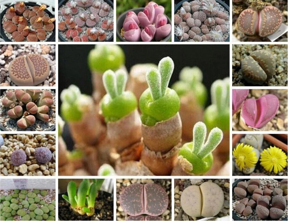 Mixed Succulent Seeds Pack - 100 Seeds - Variety of Colors and Textures - Easy to Grow Indoor and Outdoor Gardening
