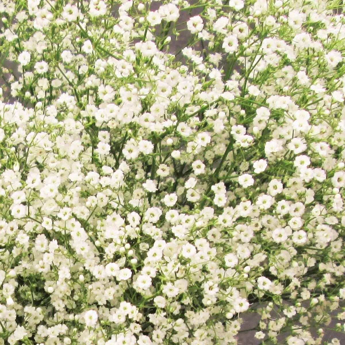 Annual Baby's Breath Seeds - Gypsophila Elegans, Showy White Flowers, 2025 Planting, Easy to Grow, Drought Tolerant, Cut Flower