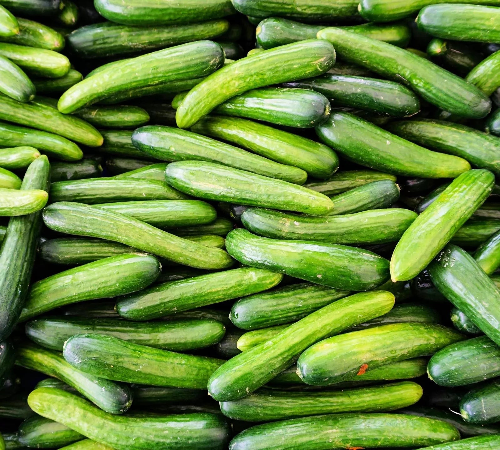 Alpha Cucumber Seeds 30 Pack Persian Beit Alpha Lebanese Cucumis sativus for Garden or Container Planting