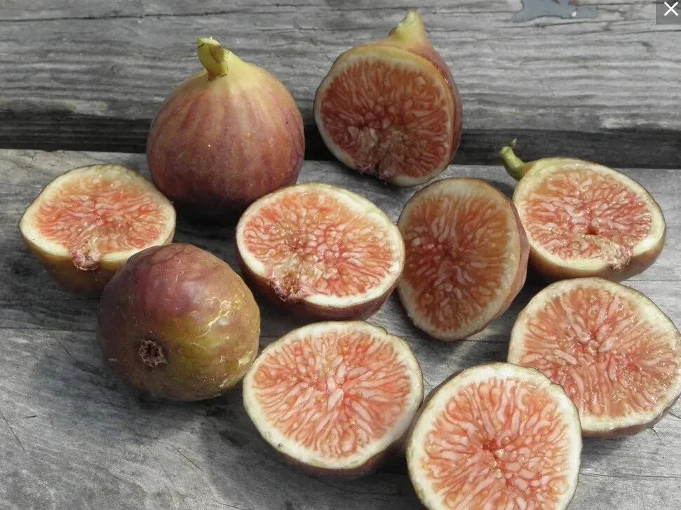 Florea Fig Seeds – 100+ Ficus carica Fruit Tree Seeds for Garden Planting, Non-GMO, USA