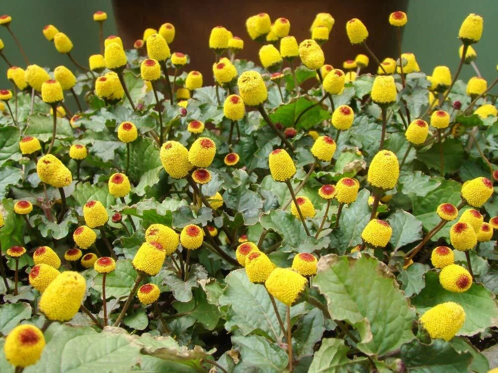 Toothache Plant Seeds - Buzz Button Herb Seeds - Acmella oleracea - Exotic Garden Seeds for Culinary & Medicinal Use