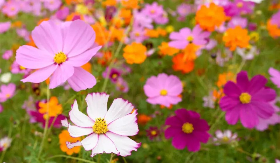 Cosmos Seeds Mix 100 Count - Yellow, Orange, Purple, White, Pink - Cosmos bipinnatus Garden Flower Seeds