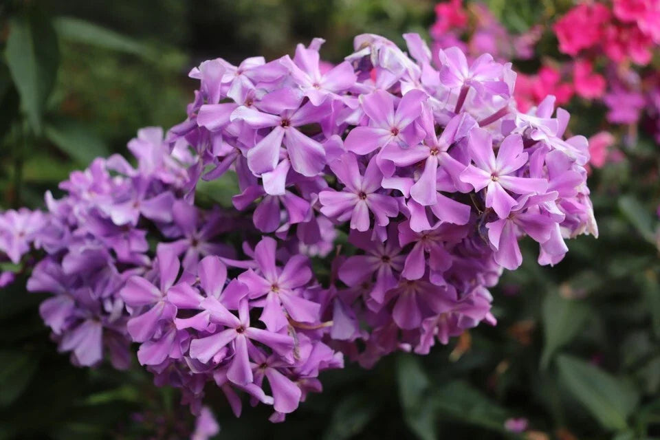 David's Lavender Phlox Seeds - 100+ Count, Perennial Garden Planting, Phlox paniculata, Lavender Flowers, Attracts Pollinators