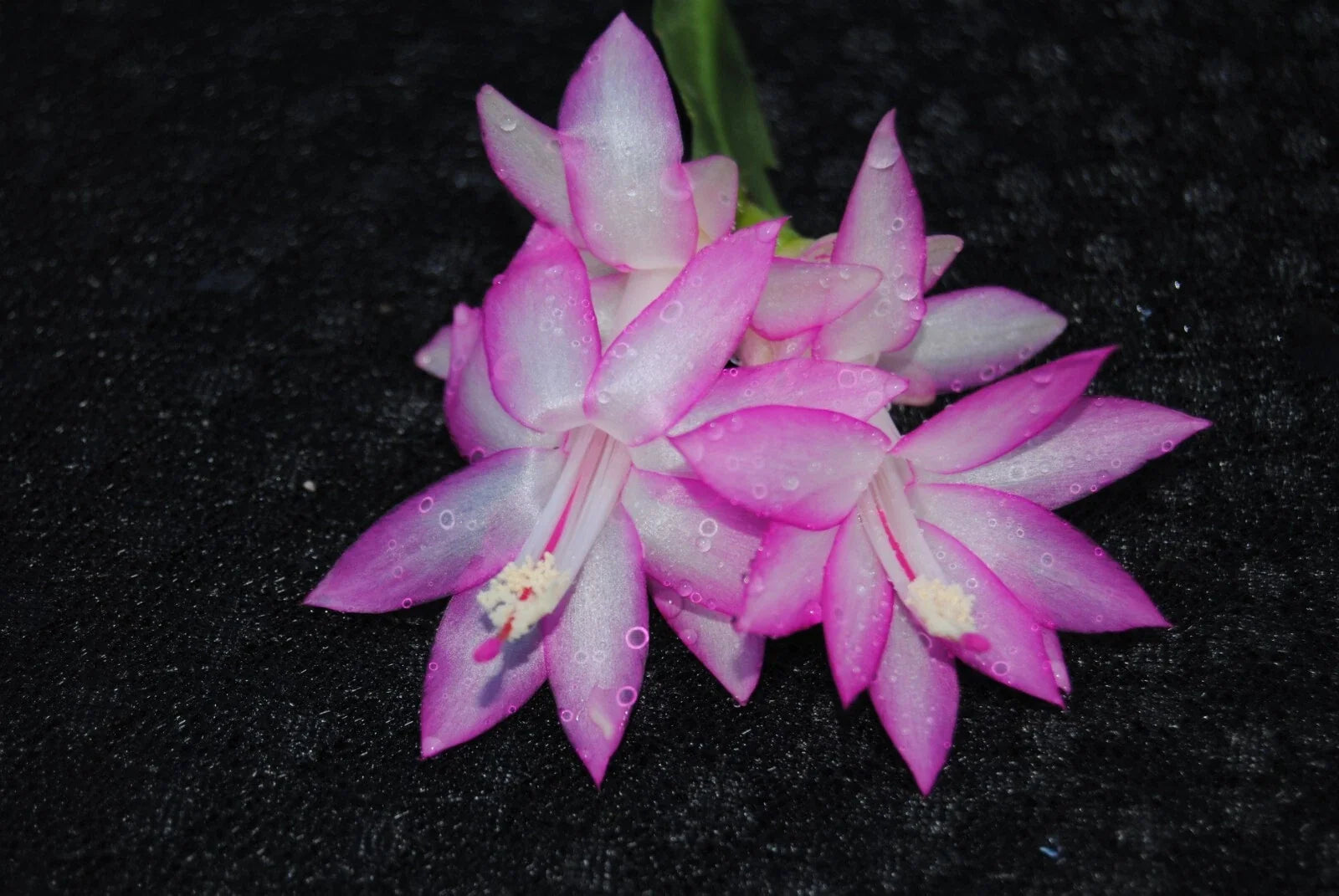 Christmas Cactus Starter Plant - Aurea, Well-Rooted Schlumbergera Truncata for Home Decor & Gifting