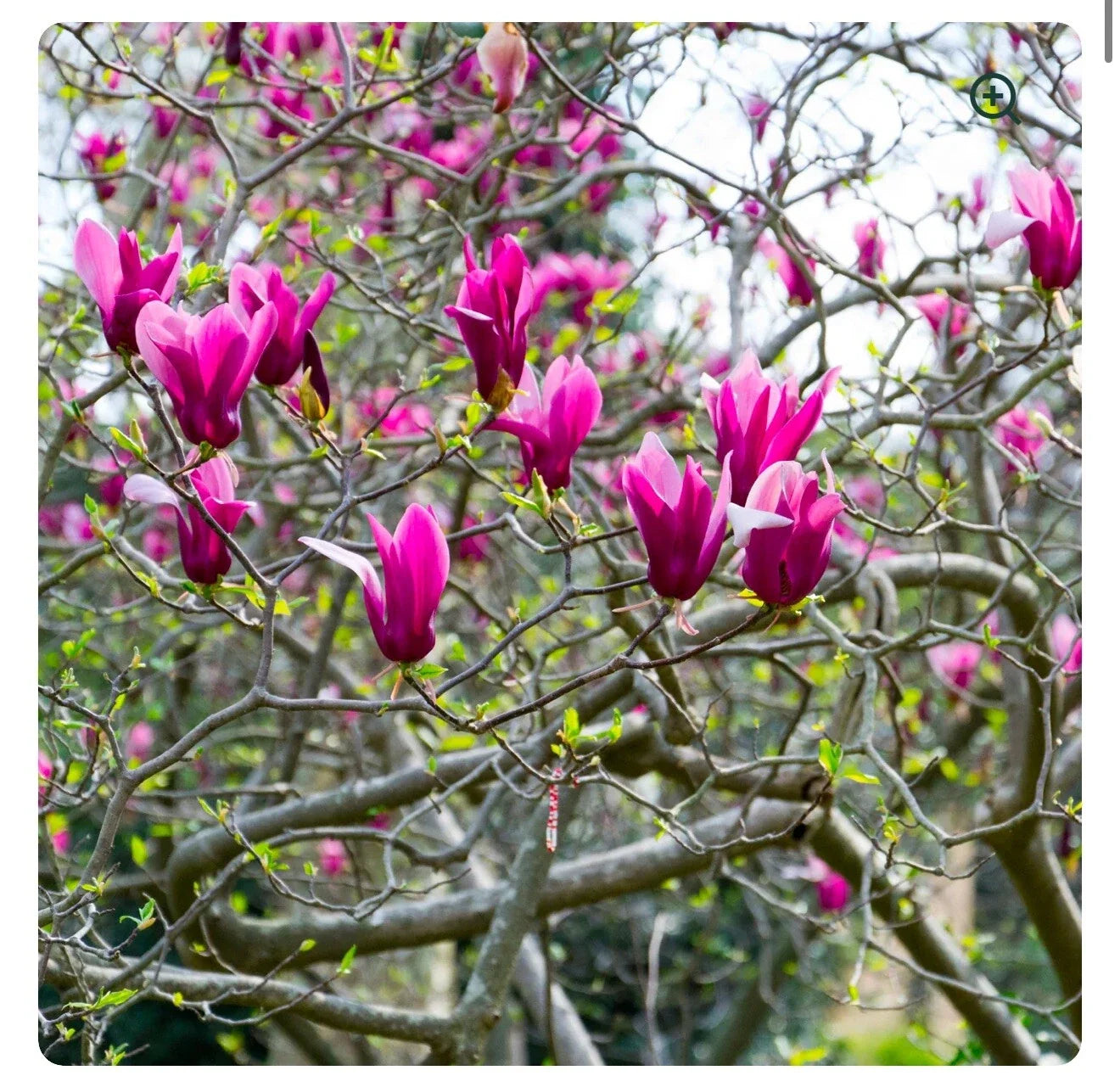 Tinkerbelle Magnolia Hybrid Tree in 1-Gallon Pot with Fragrant Blooms - Magnolia x loebneri