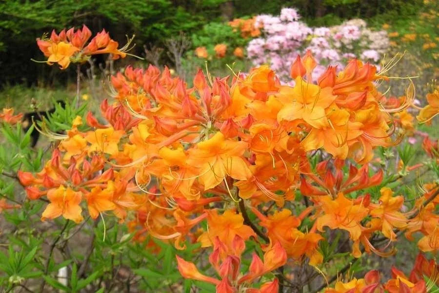 Aromi Azalea Starter Plant - Tipsy Tangerine Deciduous Rhododendron, Small Dormant Shrub for Garden & Containers