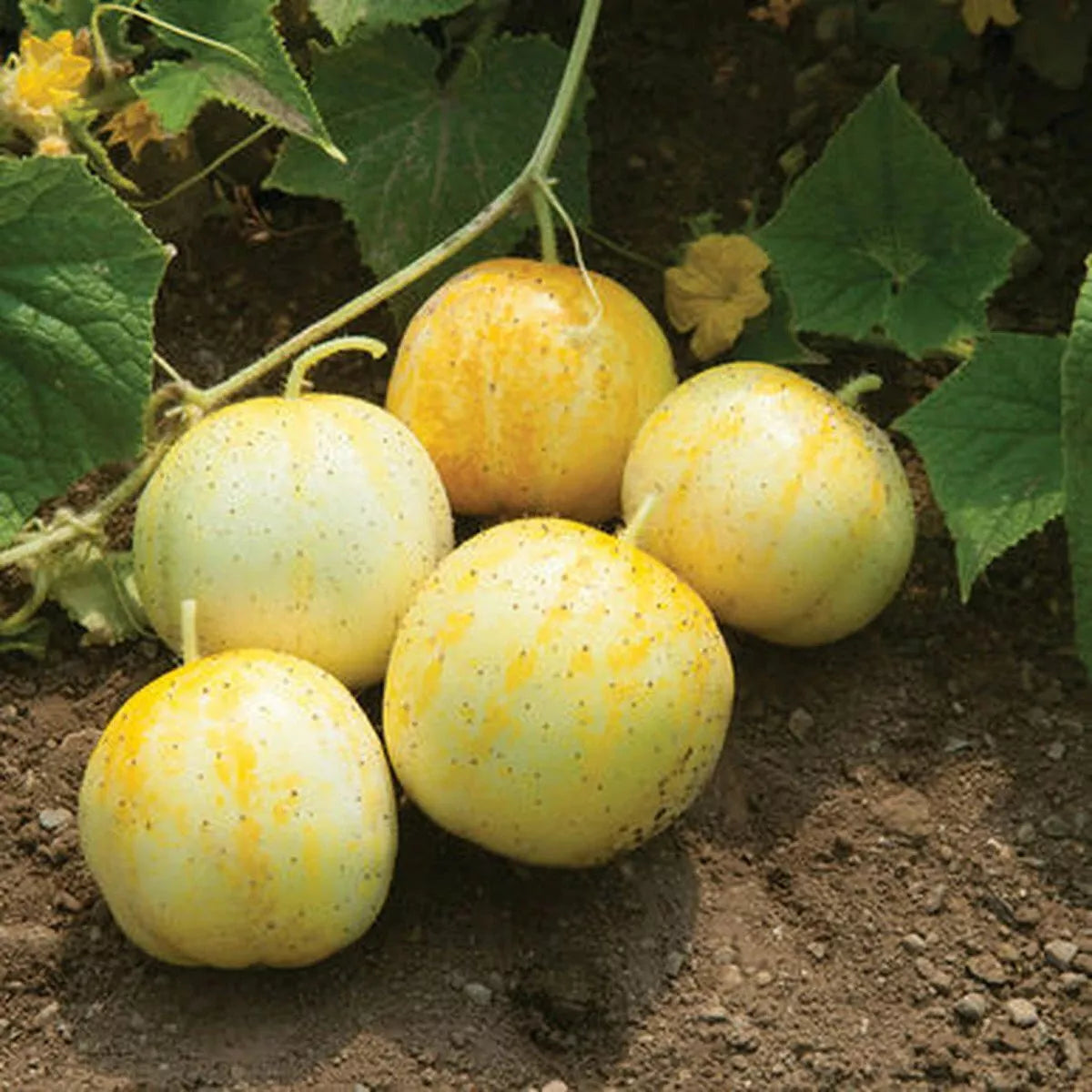 Lemon Cucumber Seeds Budamkaya Variety - Burpless, Non-GMO, Heirloom