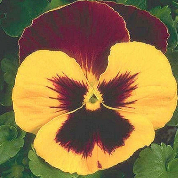 Snow Pansy Seeds - Viola x wittrockiana Yellow and Red Flower Seeds for Garden, Pots & Containers, 50 Pack