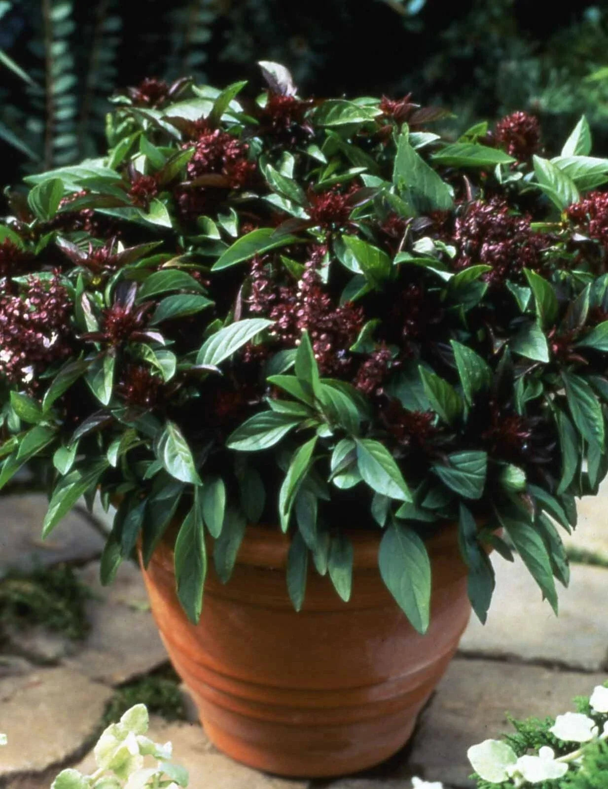 Basil Seeds 500 Count Siam Queen Thai Culinary Herb Non-GMO Ocimum basilicum var. thyrsiflora