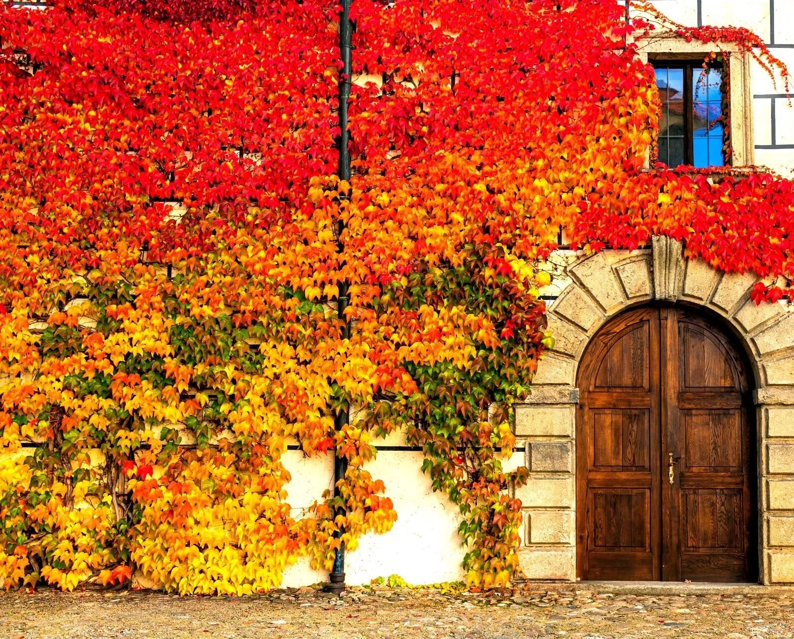 Virginia Creeper Seeds - 50+ Parthenocissus quinquefolia Climbing Vine for Gardens, Fast-Growing, Fall Color, Wildlife Friendly