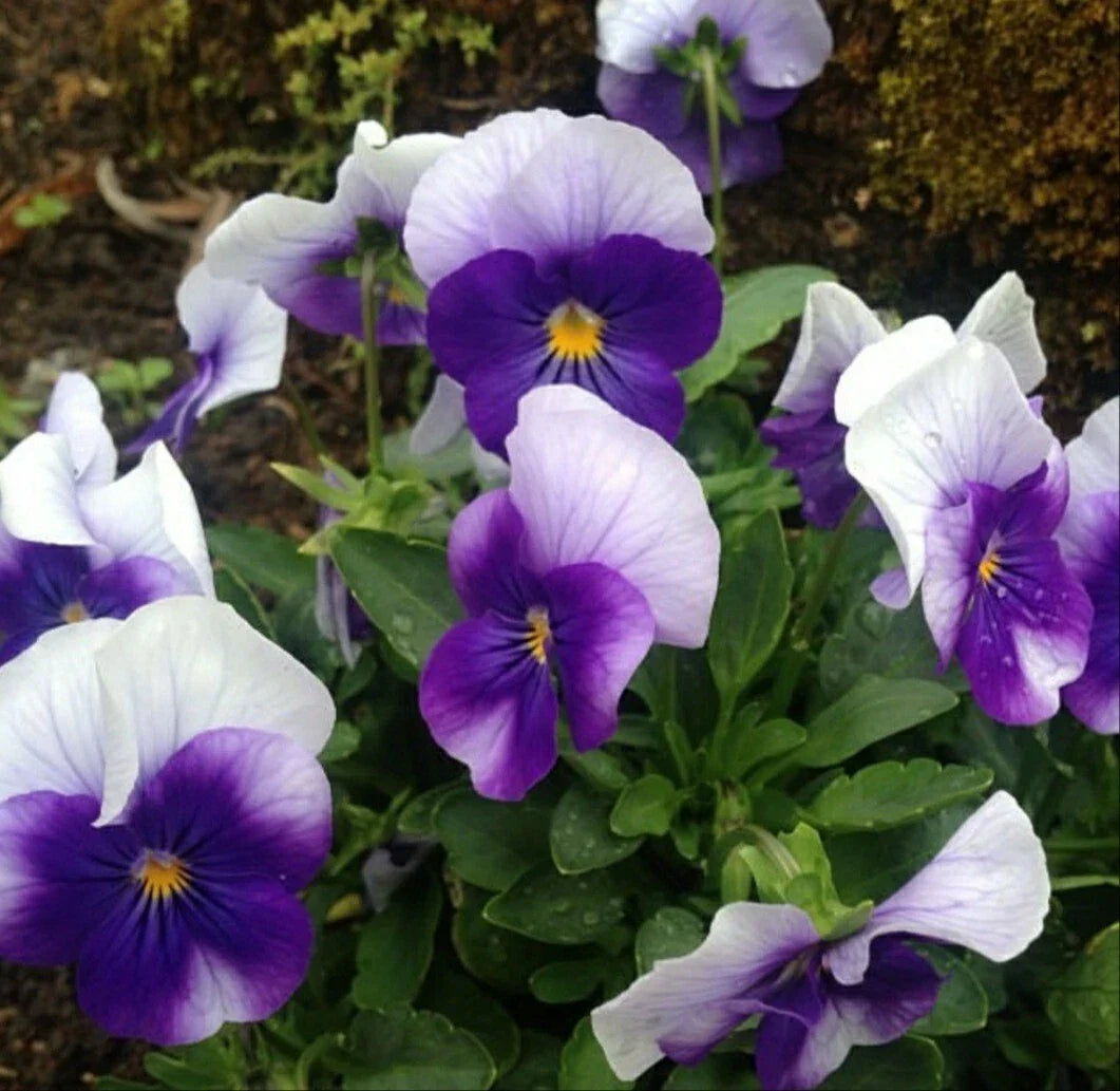 Pansy Seeds - 50 Pack Beaconsfield Viola Tricolor Var. Hortensis Flower Seeds for Colorful Gardens