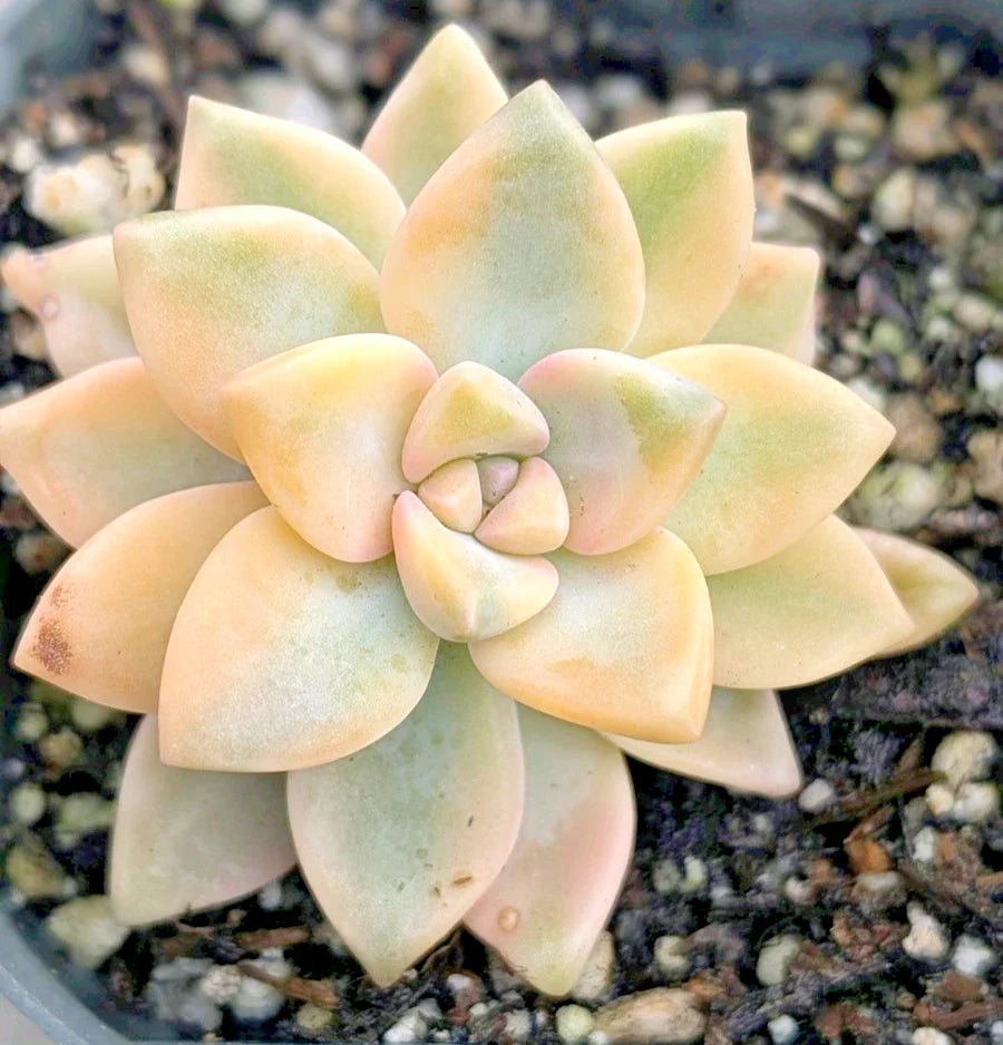 Graptopetalum Paraguayense 'Jester' - 2" Potted Succulent with Variegated Foliage