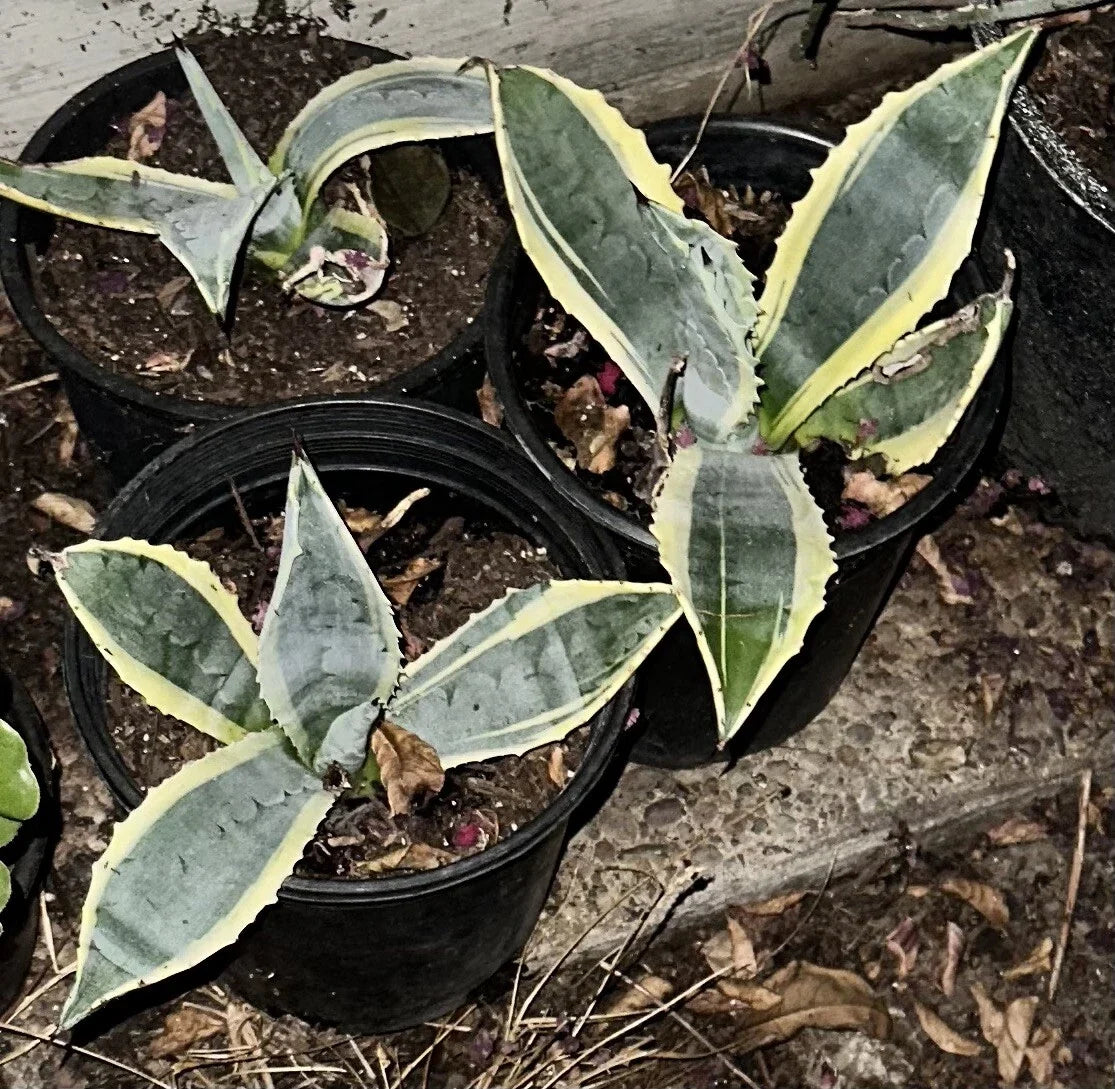 Succulent Agave Americana Variegated 6-12" Century Plant Green Yellow, Drought-Resistant, Indoor Outdoor, Live Plant