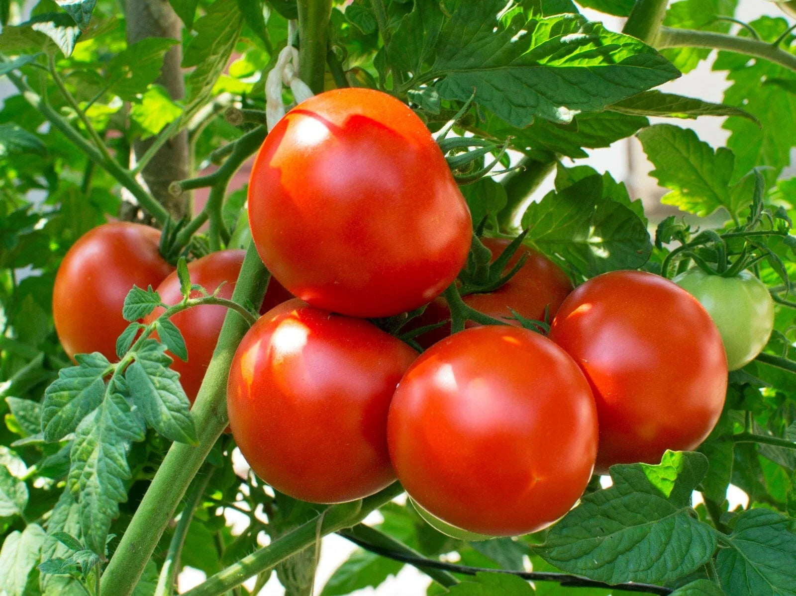 Heat Tolerant Tomato Seeds - 25 Pack, Homestead Variety, Solanum lycopersicum, Perfect for Hot Climates