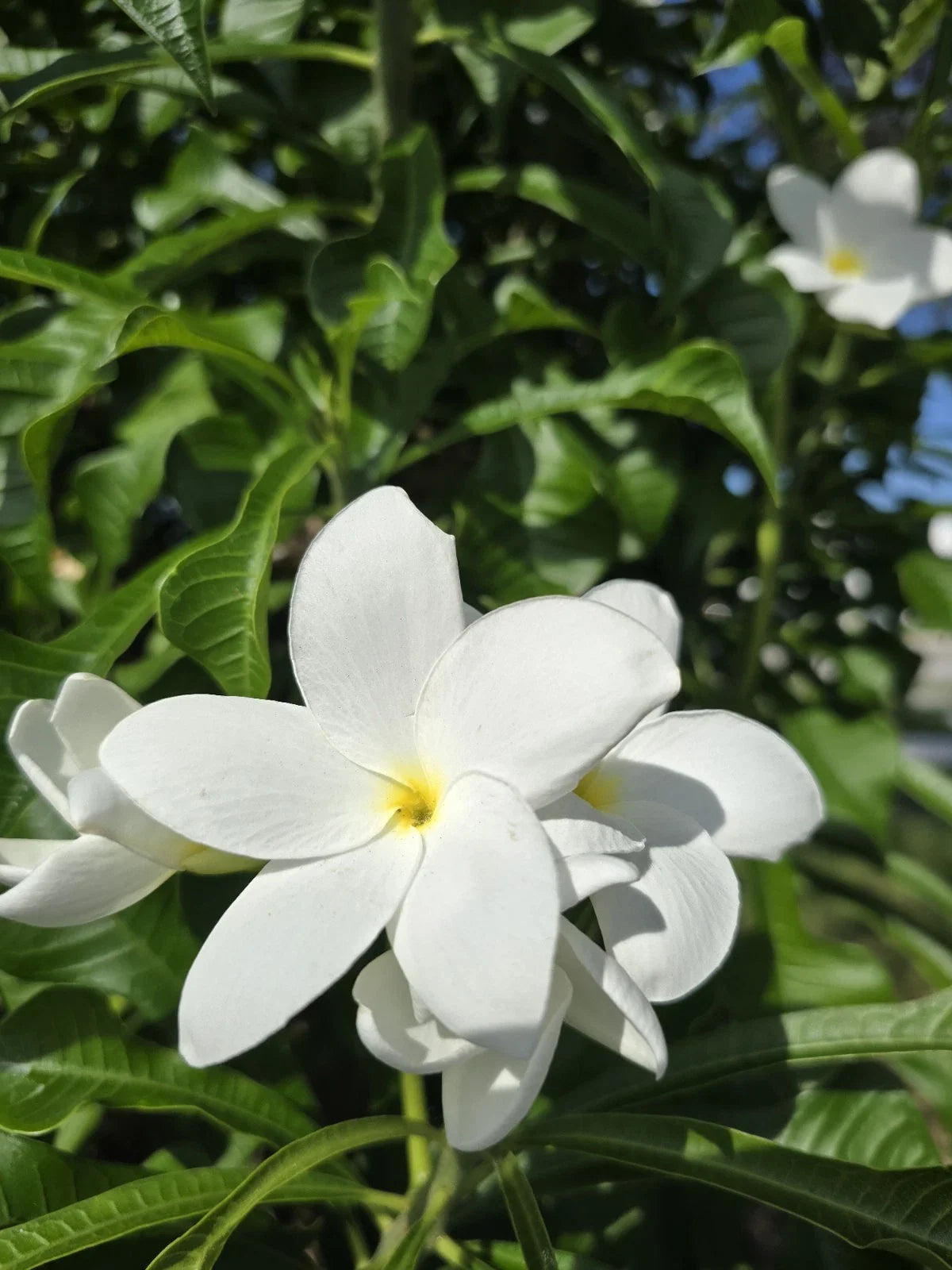 Bridal Bouquet Plumeria Plant Cuttings – 4 Fresh Frangipani Cuttings 8-12" – Fragrant Tropical Flowers – Plumeria spp.