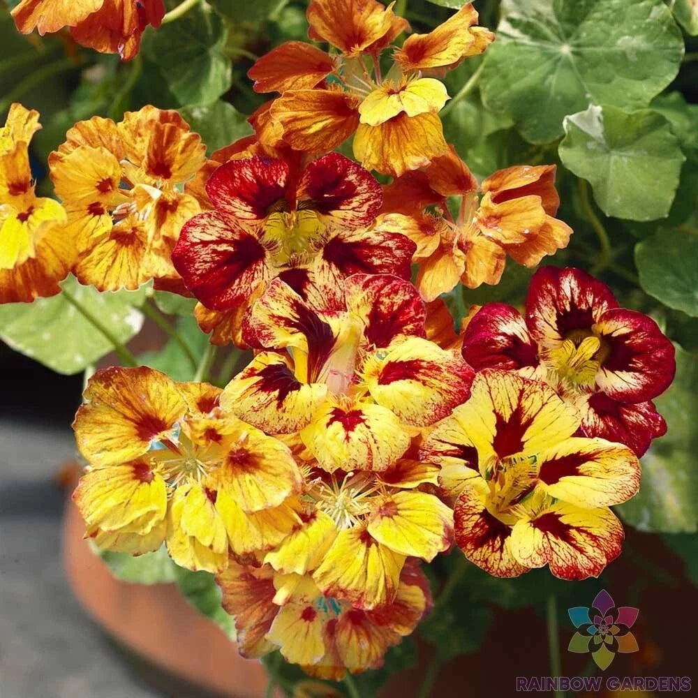 Nasturtium Seeds - Orchid Flame Variety - Tropaeolum majus - Vibrant Colorful Blooms for Garden Planting
