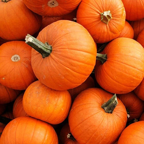New England Pie Pumpkin Seeds - Heirloom Non-GMO Cucurbita pepo Seed Packet for Fall Harvest, Baking & Decorations